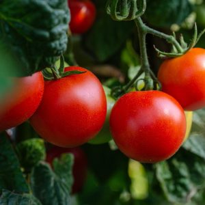 tomatoes, vegetables, fresh-5566741.jpg