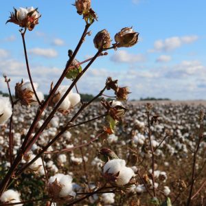 field of cotton trees